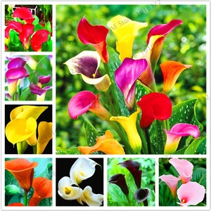 Ata Tohumculuk 5  Tohum Calla Lily Çiçek Tohumu Afrika Çöl Çiçeği Calla Lily Çiçek