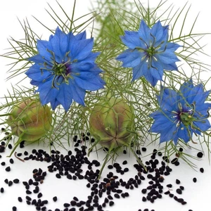 Ata Tohumculuk 30  Tohum Eko Paket Çörek Otu Çiçeği Tohumu Çiçek Tohumu