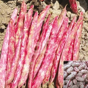 Ata Tohumculuk 20  Tohum Süper Paket Oturak Barbunya Tohumu Fasulye Tohumu Fasülye Tohumu