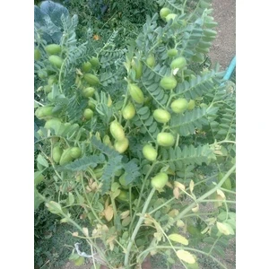 Ata Tohumculuk 30  Tohum Eko Paket Yeni Mahsül Geleneksel Nohut Tohumu Bol Verim Yeni Mahsül