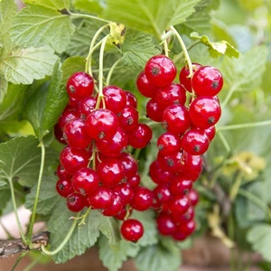 Ata Tohumculuk 10  Tohum Kuş Üzümü Tohumu Ağacı Tohumu Kuş Üzümü Tohumu