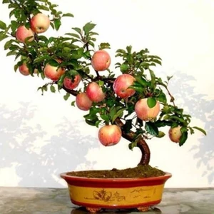 Ata Tohumculuk 5  Tohum Amasya Elma Tohumu Sert Sulu Elma Tatlı Yayla Elması Tohumu Bonsai Saksı Toprak