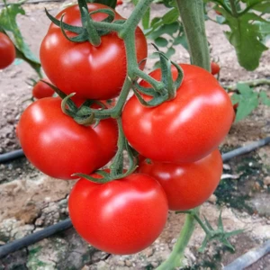 Ata Tohumculuk 10  Tohum Ithal Sırık Domates Tohumu Yeni Mahsül