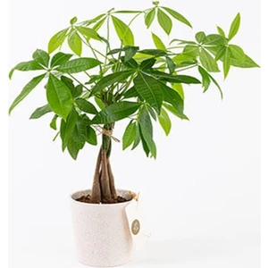 Salon Bitkileri Para Ağacı Seramik Saksılı