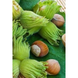 Yuvarlak Fındık  Fidanı ( Karadeniz Fındığı ) Tüplü ve Aşılıdır