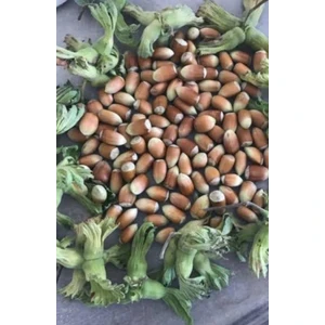 Değirmendere  ( Uzun Fındık) Fidanı