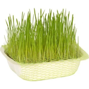 Serdar Çam Tohumculuk Saksılık Kedi Çimi Tohumu Ekim Seti 30 Gram Tohum Çim Tohumu Saksı Toprak Kombin