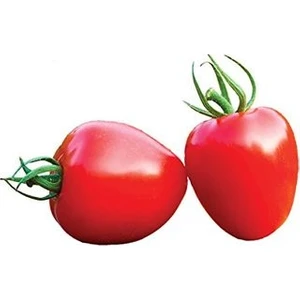 Serdar Çam Tohumculuk Nadir Tomatoberry Çilek Domatesi Ekim Seti Çilek Domates Tohumu 5 Tohum Saksı Toprak Kombin
