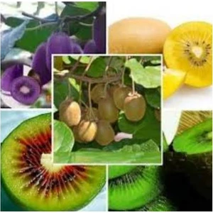 Serdar Çam Tohumculuk 4 Farklı Renk Kivi Tohumu Ekim Seti Sarı Yeşil Kırmızı Mor 8 Tohum Saksı Toprak Kombin