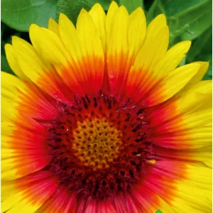 Ay Yıldız (Gaillardia) Çiçek Tohumu 50 Adet