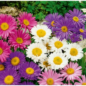 Aster (Aster L.) Çiçek Tohumu 50 Adet