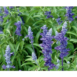 Adaçayı (Salvia  Officinalis) Çiçek Tohumu 50 Adet