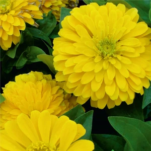 Beybenibeğendi (Zinnia) Çiçek Tohumu 30 Adet