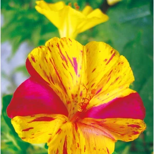 Akşam Sefası (Mirabilis Jalapa) Çiçek Tohumu 25 Adet