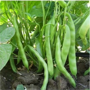 Murat Tohumculuk Murat Tohum Eko Paket Magnumax Demir Fasulye Tohumu 100 Adet Tohum