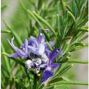 Biberiye (Rosmarinus Officinalis) Çiçek Tohumu 100 Adet