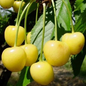 Murat Tohumculuk Murat Tohum Sarı Kiraz Ağacı Tohumu Ekim Seti Tohumu 5 Adet Tohum +Saksı+Toprak