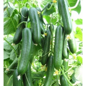 Salatalık Tohumu Çengel Köy Salatalık Tohumu Hıyar Tohumu 20 Adet Tohum