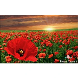 Kırmızı Gelincik Çiçeği Tohumu 30 Adet Tohum