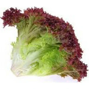 Marul Tohumu Kıvırcık Lolorosso 100 Adet Tohum