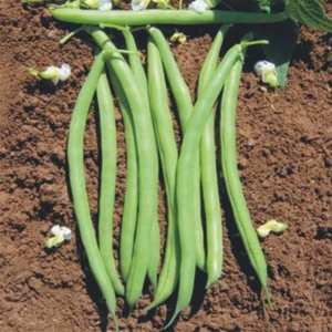 İbk İklim Bahçe Fasulye Tohumu Tegen  ( Oturak ) - 2 kg