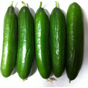 İbk İklim Bahçe Hıyar Tohumu Salatalık Hibrit Beith Alpha F1 - 10 G  (~  200 Tohum)