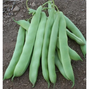 İbk İklim Bahçe Fasulye Tohumu Gizem ( Oturak ) - 50 G  (~  150 Tohum)