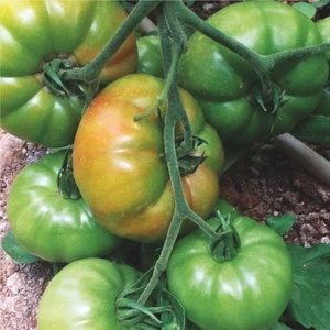 İbk İklim Bahçe Domates Tohumu Hibrit Köy Domatesi Yıldızköy F1-20 Adet Tohumluk