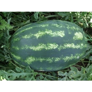 İbk İklim Bahçe Karpuz Tohumu  Hibrit A-Z-97 F1 Oval (Tayt) Tipi - 20 Adet Tohumluk