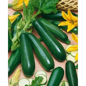 İbk İklim Bahçe Kabak Tohumu Siyah Dolmalık - 25 G. (~  90 Tohum)