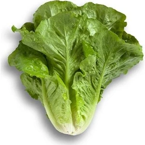 İbk İklim Bahçe Marul Tohumu Yedikule 5701 Pk 10G (~  5500 Tohum)
