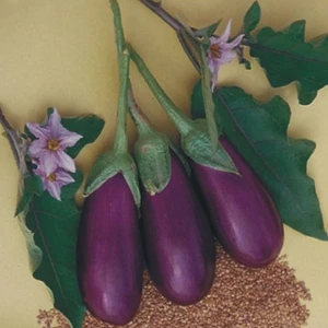 İbk İklim Bahçe Patlıcan Tohumu Antep Dolmalık - 25 G (~  3.250 Tohum)