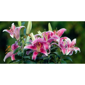 Blush Flower Kokulu Pembe Zambak Soğanı