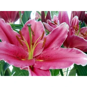 Blush Flower Kokulu Koyu Pembe Zambak Soğanı