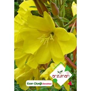 Ezan Çiçeği (Oenothera) Çiçek Tohumu 100 Adet