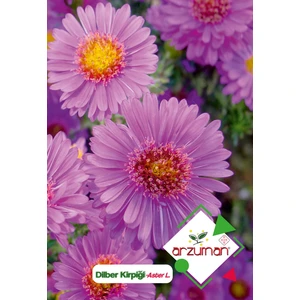 Dilber Kirpiği (Aster L.) Çiçek Tohumu 50 Adet