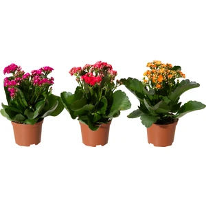 Kalanchoe Kalonşa Çiçeği Saksıda