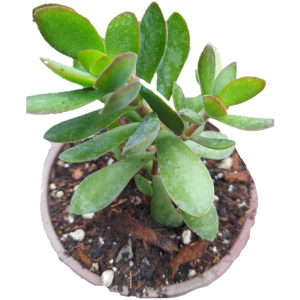 Soil Garden Gerçek Para Ağacı Çiçeği 10/15 cm Bol Dallı Sarkıcı Tür Crassula Ovata Şans Bereket Çiçeği
