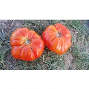 Oturak Çorum Domates Sebzesi Tohumu 20 'li  Saksı  Torf