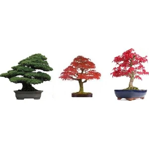Serdar Çam Tohumculuk Ithal 3 Farklı Bonzai Ağacı Tohumu Ekim Seti Selvi Çınar Acer Rubrum Bonsai Ağacı Tohumu Saksı Toprak Kombin
