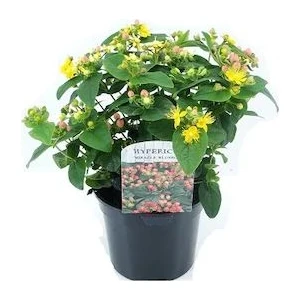 Serdar Çam Tohumculuk Nadir Kantoron Tohumu Kantaron Tohumu