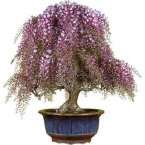 Serdar Çam Tohumculuk Nadir Ithal Kıbrıs Akasya Bonzai Ağacı Tohumu 5 Tohum Bonsai Tohumu