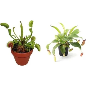 Serdar Çam Tohumculuk Venus Fly Trap Nepenthes Etçil Etobur Bitki Çiçek Tohumu Nepentes Venüs 10 Tohum