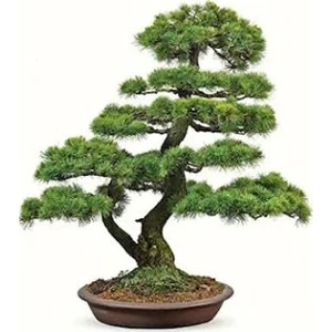 Serdar Çam Tohumculuk Bodur Karaçam Bonsai Ağacı Tohumu 5 Tohum Bonzai Ağacı Tohumu