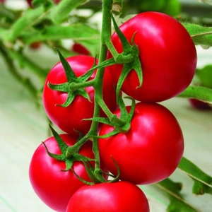 Ata Tohumculuk 50 Adet Tohum Erkenci Salkım Domates Yeni Mahsül