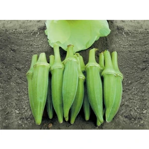 Ata Tohumculuk 20 Adet Tohum Sultani Bamya Tohumu Saksı Toprak Yeni Mahsül