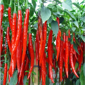 Ata Tohumculuk 30 Adet Tohum Şili Biberi Tohumu Çok Acı Chili Biberi Tohumu