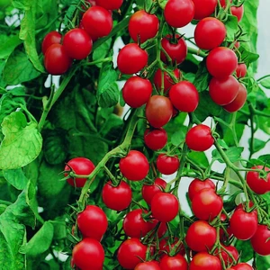 Cherry Domates 20 Adet Tohum + Badem Salatalık 20 Adet Tohum + Saksı + Torf
