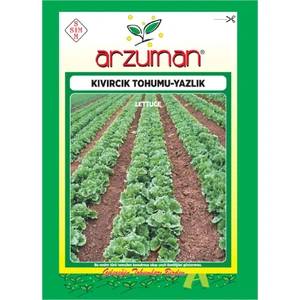 Yazlık Marul - Kıvırcık Tohumu   (10 Gr)