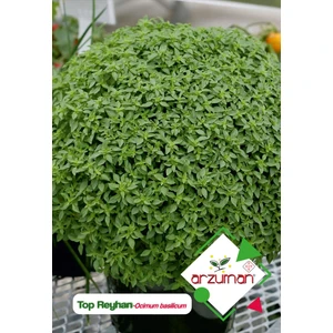 Top Fesleğen - Top Reyhan (Ocimum Basilicum) Çiçek Tohumu 100 Adet